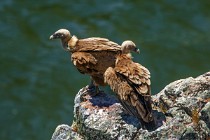 151 Griffon Vultures - Monfrague National Park, Spain