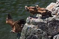 152 Griffon Vultures - Monfrague National Park, Spain