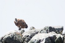 155 Griffon Vulture - Monfrague National Park, Spain
