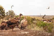 158 Griffon Vultures - Monfrague National Park, Spain