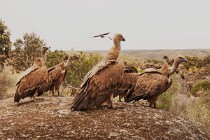 159 Griffon Vultures - Monfrague National Park, Spain