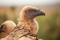 160 Griffon Vulture α - Monfrague National Park, Spain