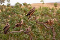 170 Black Kites - Monfrague National Park, Spain