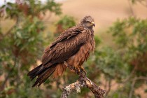 171 Black Kite - Monfrague National Park, Spain