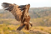 173 Griffon Vulture landing - Monfrague National Park, Spain