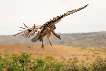 174 Griffon Vulture landing - Monfrague National Park, Spain