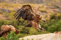 175 Griffon Vulture landing - Monfrague National Park, Spain