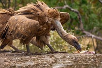 176 Griffon Vultures - Monfrague National Park, Spain
