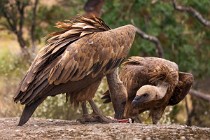 177 Griffon Vultures - Monfrague National Park, Spain
