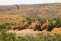 178 Griffon Vultures - Monfrague National Park, Spain