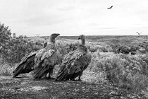 179 Griffon Vultures - Monfrague National Park, Spain