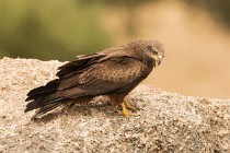180 Black Kite - Monfrague National Park, Spain