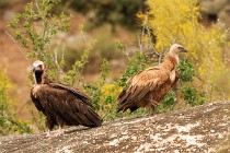 181 Griffon & Cinereus Vultures - Monfrague National Park, Spain