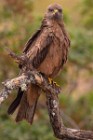 183 Black Kite - Monfrague National Park, Spain