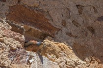 186 Lesser Kestrel on nest - Monfrague National Park, Spain