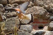 188 Lesser Kestrel on nest - Monfrague National Park, Spain