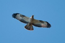 23 Falco pecchiaiolo - Parco Nazionale del Circeo
