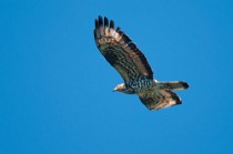 25 Falco pecchiaiolo - Parco Nazionale del Circeo