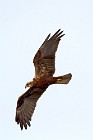 34 Falco di palude - Parco Nazionale del Circeo