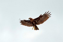 36 Falco di palude - Parco Nazionale del Circeo