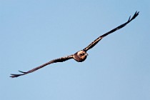 37 Falco di palude - Parco Nazionale del Circeo