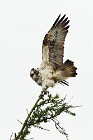 63 Falco Pescatore - Scozia, Loch Garten