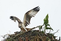 65 Falco Pescatore - Scozia, Loch Garten