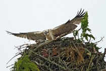66 Falco Pescatore - Scozia, Loch Garten