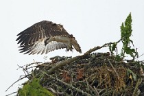 68 Falco Pescatore - Scozia, Loch Garten