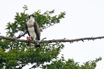 75 Falco Pescatore - Scozia, Loch Garten