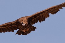 101 Avvoltoio Monaco - Parco Nazionale di Monfrague, Spagna