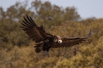 105 Avvoltoio Monaco - Parco Nazionale di Monfrague, Spagna