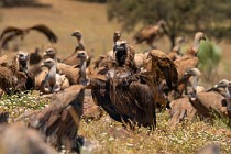 107 Avvoltoio Monaco tra i grifoni - Parco Nazionale di Monfrague, Spagna