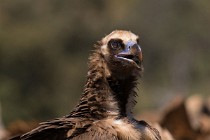 110 Avvoltoio Monaco - Parco Nazionale di Monfrague, Spagna