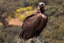116 Avvoltoio Monaco - Parco Nazionale di Monfrague, Spagna