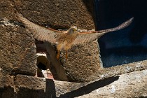 185 Grillaio al nido - Parco Nazionale di Monfrague, Spagna