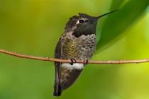 1 Hummingbird - Palmdale, California