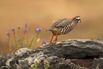 13 Partridge - National Park of Coto Doñana