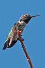 2 Hummingbird - Palmdale, California