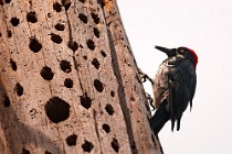 4 Great Spotted Woodpecker - Yosemite National Park, California
