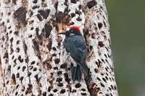 5 Great Spotted Woodpecker - Yosemite National Park, California