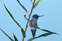 7 Hummingbird - Palmdale, California