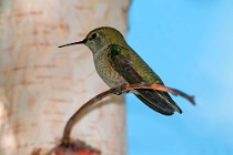 8 Hummingbird - Palmdale, California