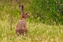 12 Italic Hare - Uccellina National Park - Tuscany, Italy