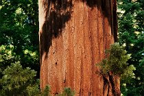 79 Sequoia National Park, Sierra Nevada - Central California