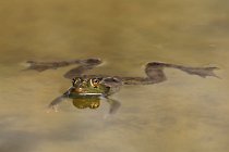 16 Green frog ♀ - National Park of Circeo