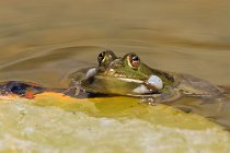 17 Green frog ♂ - National Park of Circeo