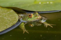 18 Green frog ♀ - National Park of Circeo