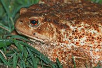 20 Common toad - National Park of Circeo