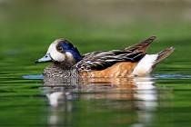 22 (SCP) Wigeon of Chile - Racconigi Oasis, Italy